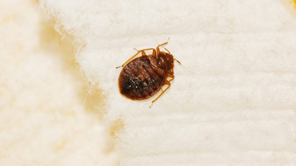 a dead bed bug