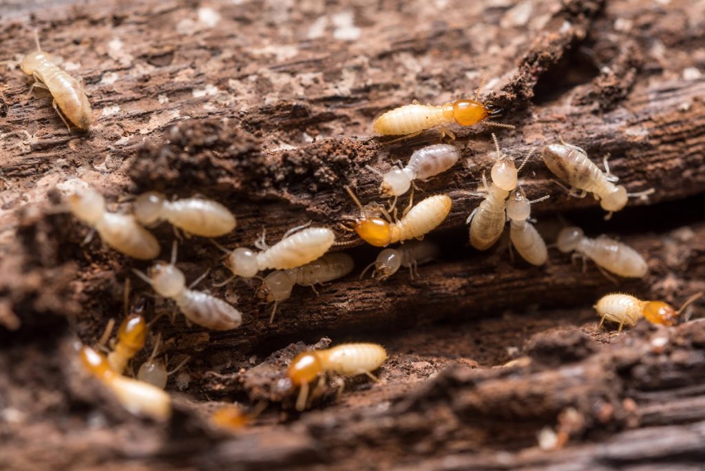 close up shot of termites