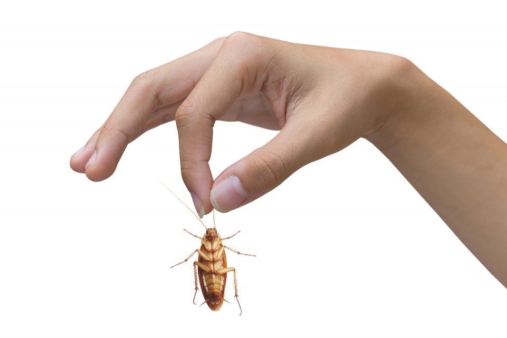 hand holding a cockroach