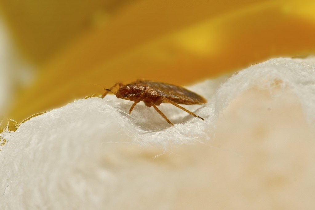 Bed bug on a white surface