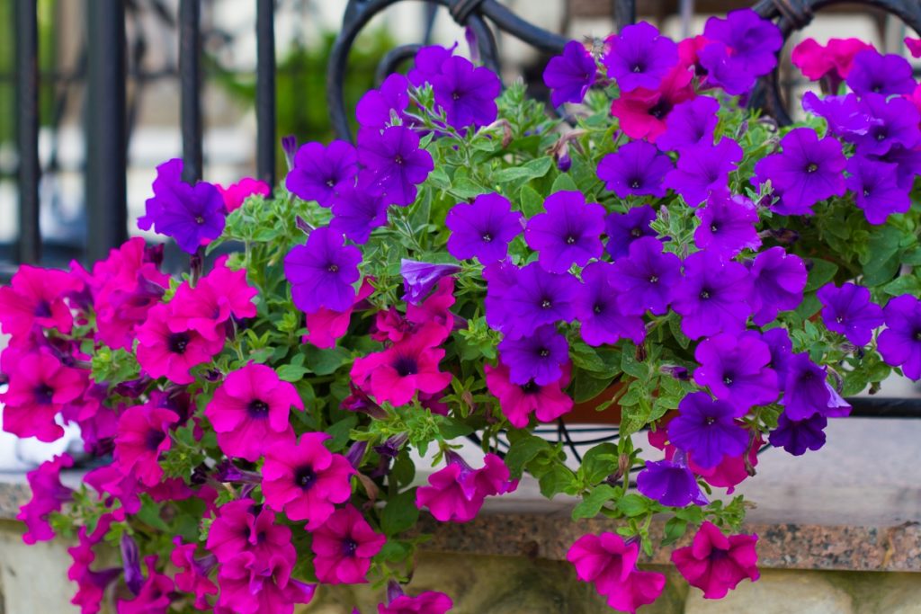 purple and pink flowers