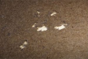 How To Get Rid of Carpet Beetles: Best Practices - Home Expressions