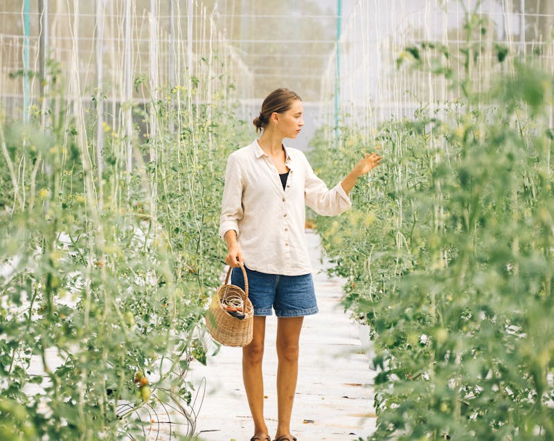harvesting vegetables in a greenhouse