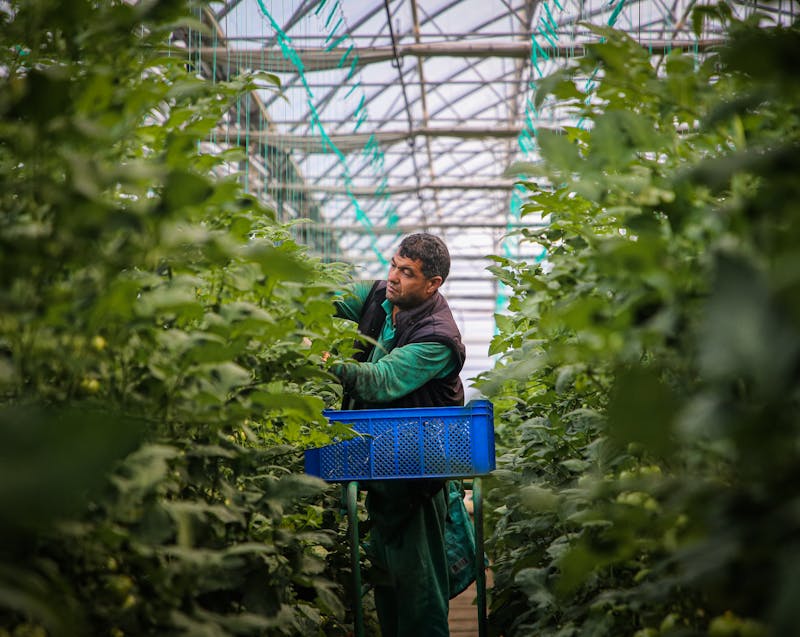 a greenhouse for vegetable gardening